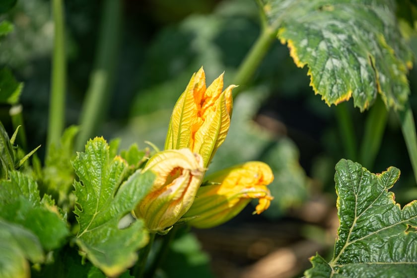 Miejska Farma Wrocławia